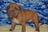 Ultimate Dogue De Bordeaux for sale